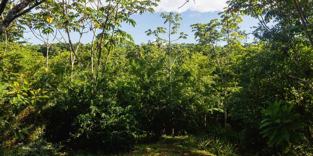 Nature-Focused Eco Residential Lots in Santiago — photo