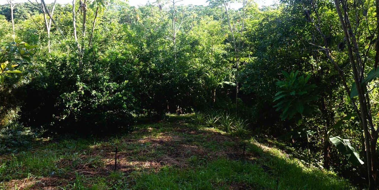 Nature-Focused Eco Residential Lots in Santiago — photo