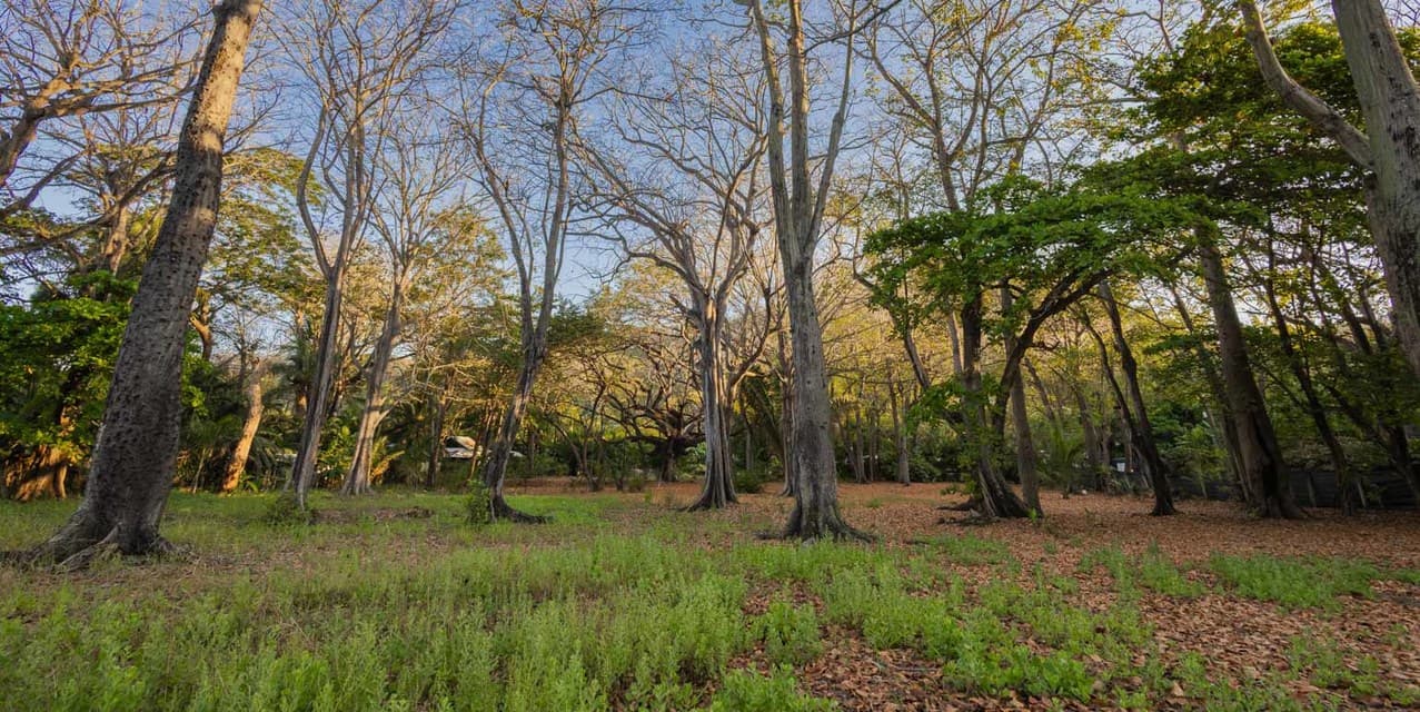 Exclusive Legacy Beachfront Parcel in Santa Teresa — photo