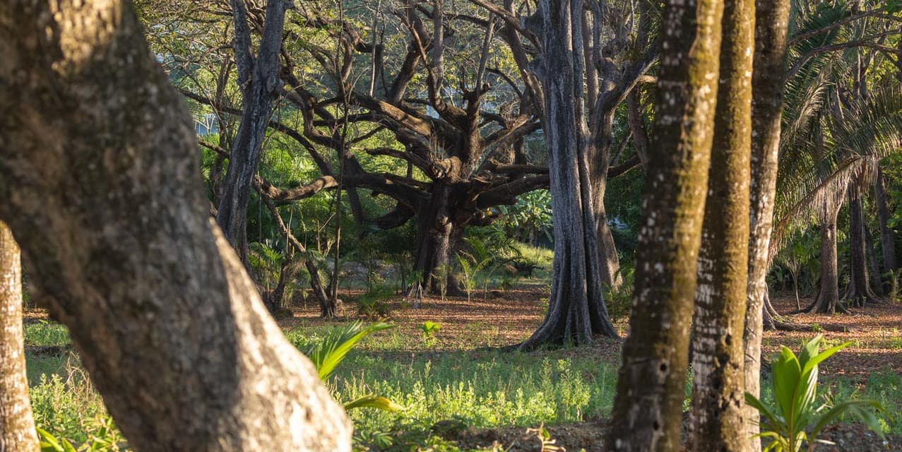 Exclusive Legacy Beachfront Parcel in Santa Teresa — photo