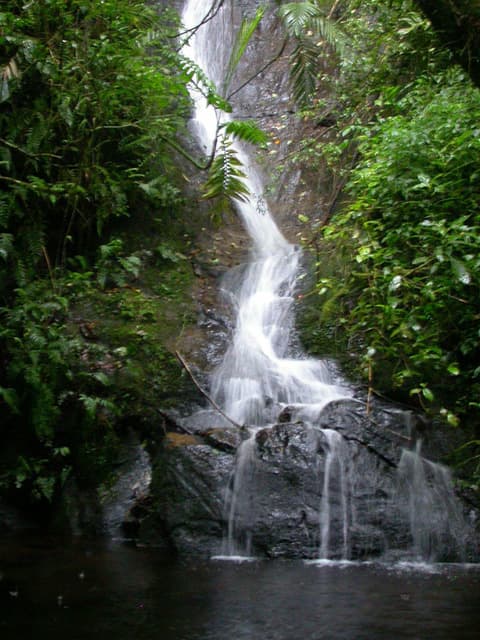 Bosque de Paz at Bajos del Toro — photo