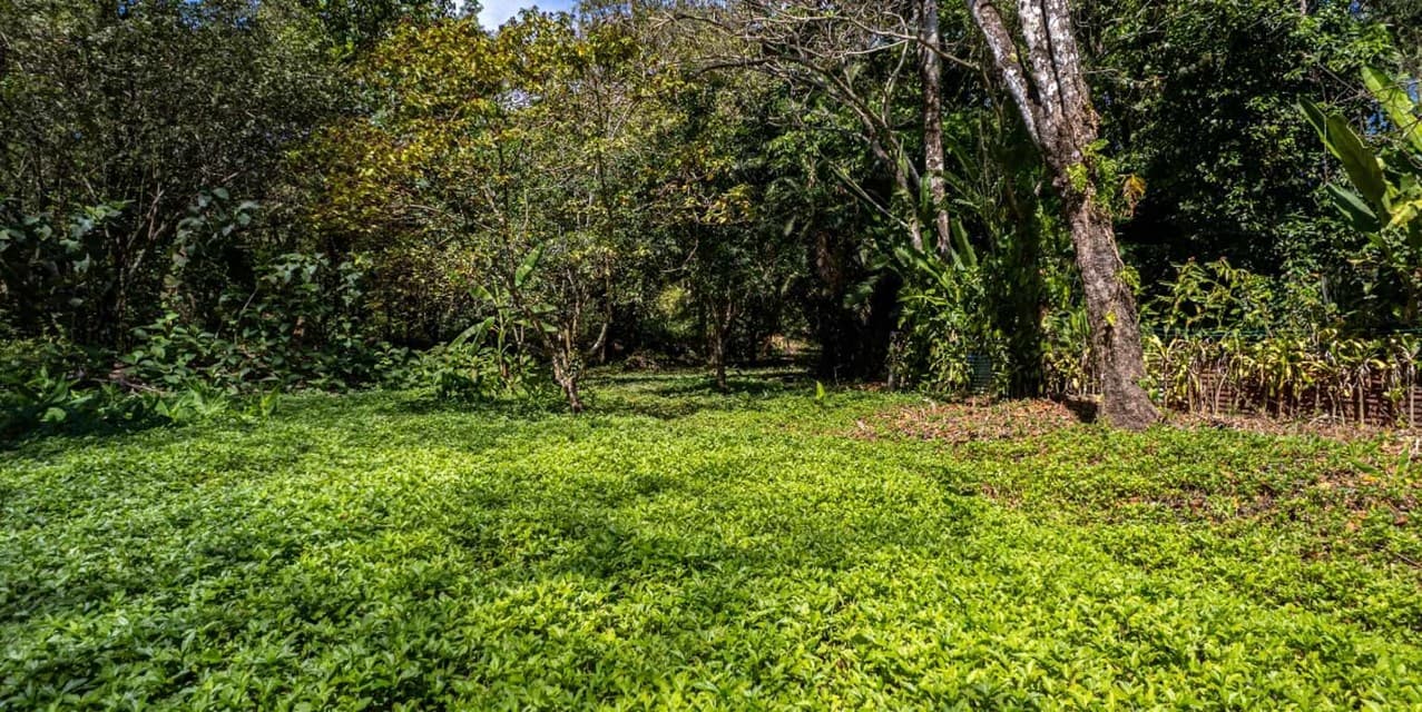 Prime 3-Hectare Development Land – 4 Minutes from the Beach — photo