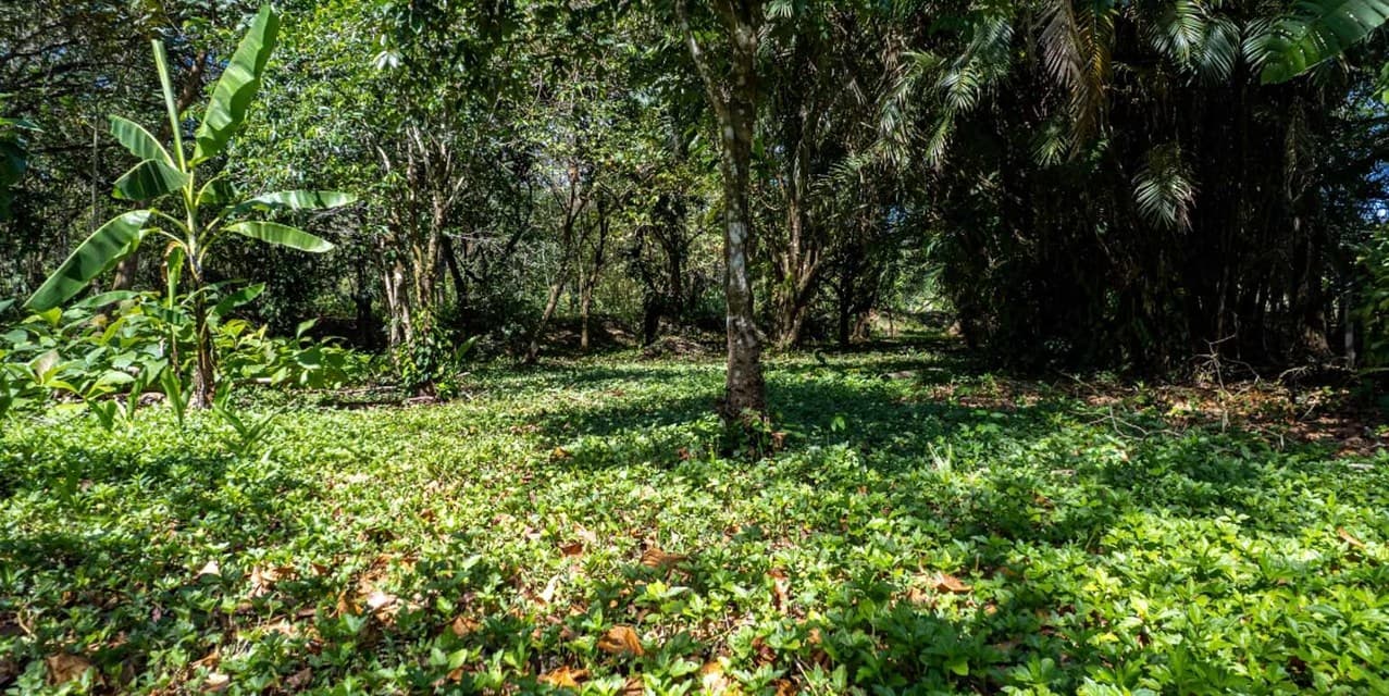 Prime 3-Hectare Development Land – 4 Minutes from the Beach — photo