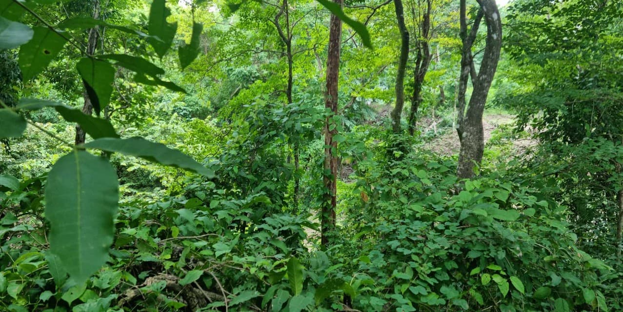 Exclusive Ocean View Lot on Avenida del Cielo — photo